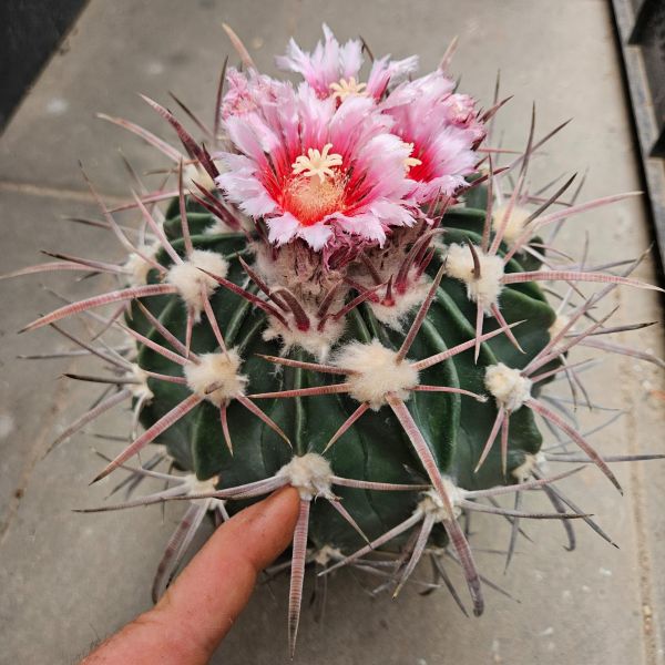 Echinocactus texensis JO 493